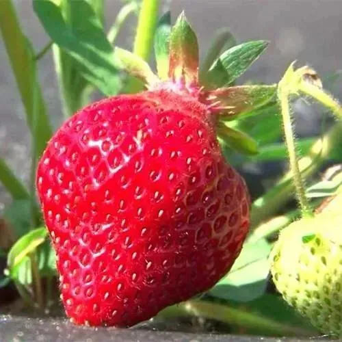 Клубника ХОНЕЙ  Клубника ХОНЕЙ в Осиповичах