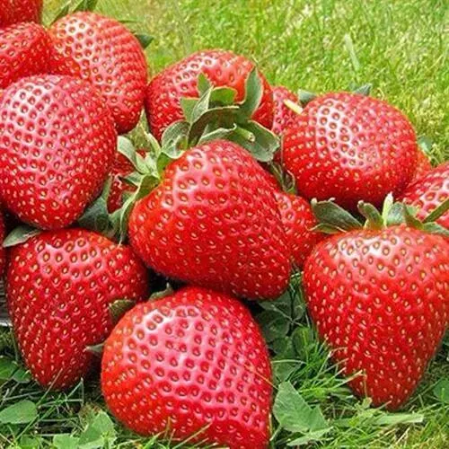 Клубника ЭЛИАНЕ  Клубника ЭЛИАНЕ в Осиповичах