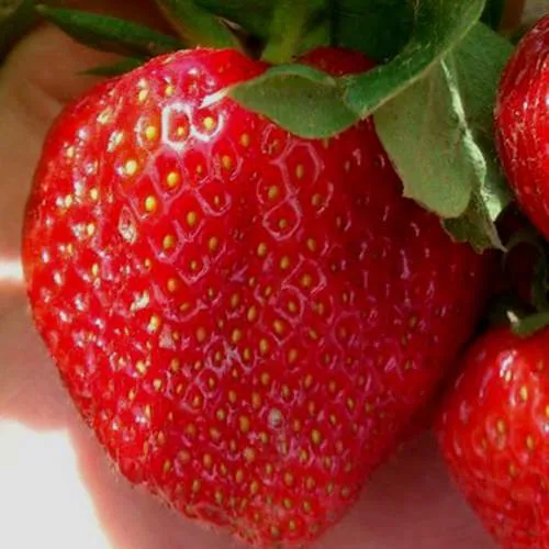 Клубника МАГНУС  Клубника МАГНУС в Осиповичах