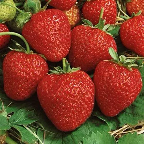 Клубника КОРОНА  Клубника КОРОНА в Осиповичах