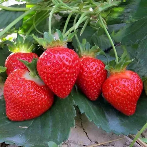 Клубника ТЕА  Клубника ТЕА в Осиповичах