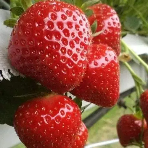 Клубника АРГЕНТЕРА  Клубника АРГЕНТЕРА в Осиповичах