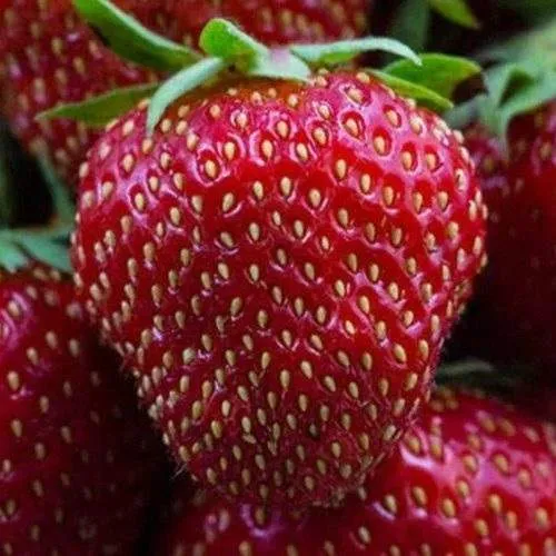 Клубника НАНДИ  Клубника НАНДИ в Осиповичах