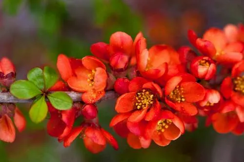 айва японская.jpg айва японская.jpg