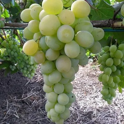 Виноград ФРУМОАСА АЛБЭ в Осиповичах