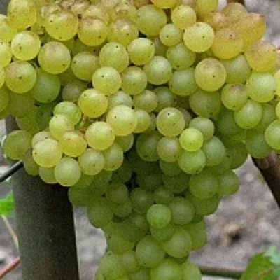 Виноград КИШМИШ 342 в Осиповичах