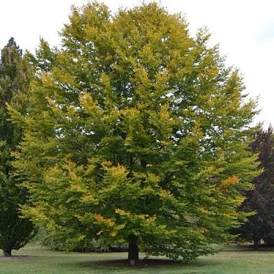 Бук лесной  Бук лесной в Осиповичах