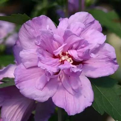 Гибискус АРДЕНС сирийский  Гибискус АРДЕНС сирийский в Осиповичах