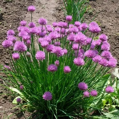 Лук-шнитт в Осиповичах