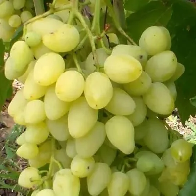 Виноград ЗАРНИЦА в Осиповичах