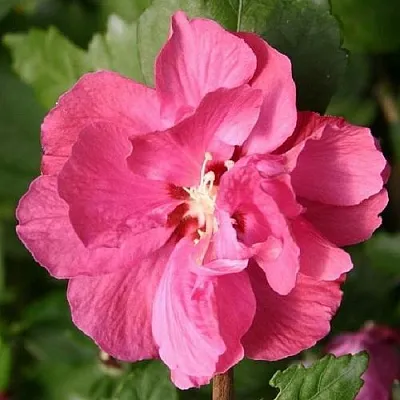 Гибискус ДЮК ДЕ БРАБАНТ сирийский   Гибискус ДЮК ДЕ БРАБАНТ сирийский  в Осиповичах