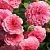 Роза ПИНК СВАНИ почвопокровная в Осиповичах