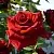 Роза РЕД КУИН чайно-гибридная в Осиповичах