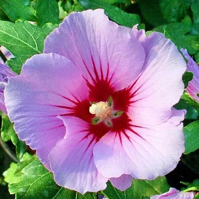 Гибискус ПИНК ФЛИРТ сирийский  Гибискус ПИНК ФЛИРТ сирийский в Осиповичах