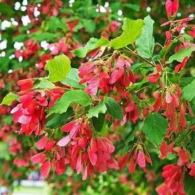 Клен татарский  Клен татарский в Осиповичах