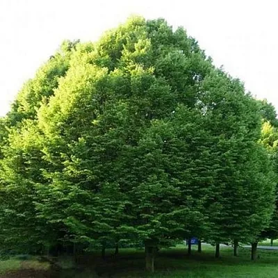 Граб японский  Граб японский в Осиповичах