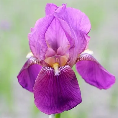 Ирис ИМПЕРАТОР бородатый в Осиповичах