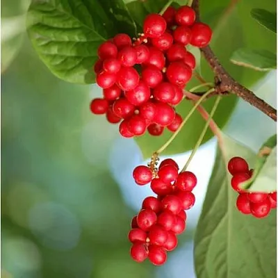 Лимонник ДЕБЮТ китайский  Лимонник ДЕБЮТ китайский в Осиповичах