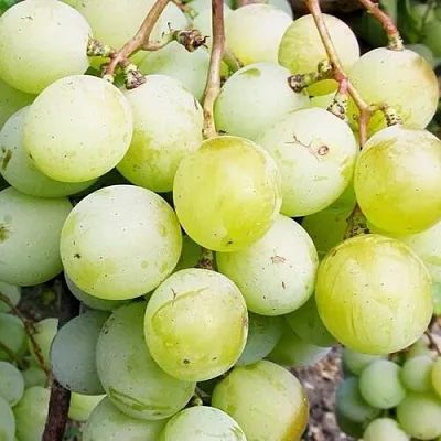 Виноград КЕША МУСКАТ в Осиповичах