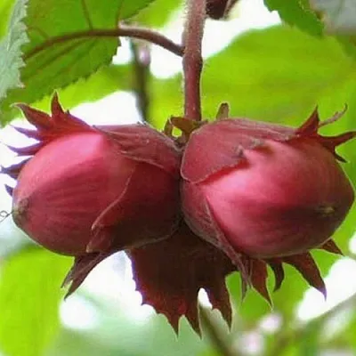 Фундук АЙВЕНГО в Осиповичах