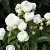 Роза УАЙТ МОРСДАГ полиантовая в Осиповичах
