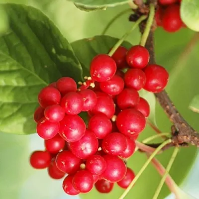 Лимонник ДЕДОВСКИЙ  Лимонник ДЕДОВСКИЙ в Осиповичах