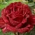 Роза РЕД ИНТУИШН чайно-гибридная в Осиповичах