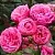 Роза ПОМПОНЕЛЛА флорибунда в Осиповичах