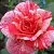 Роза ФИЛАТЕЛИЯ чайно-гибридная в Осиповичах