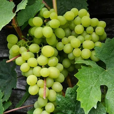 Виноград АЛЕШЕНЬКИН в Осиповичах