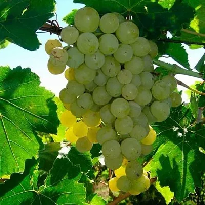 Виноград КИШМИШ МУСКАТНЫЙ в Осиповичах