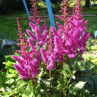 Астильба ЭЛИЗАБЕТ ВАН ВИН японская в Осиповичах