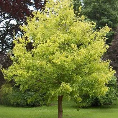 Клен ясенелистный  Клен ясенелистный в Осиповичах