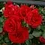 Роза СИМПАТИЯ плетистая в Осиповичах