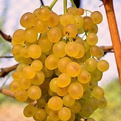 Виноград КИШМИШ КОКТЕЙЛЬ в Осиповичах