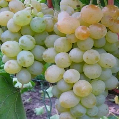 Виноград МУСКАТ НИНЫ в Осиповичах