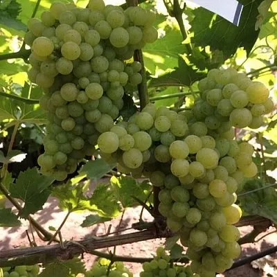 Виноград КИШМИШ 311 в Осиповичах