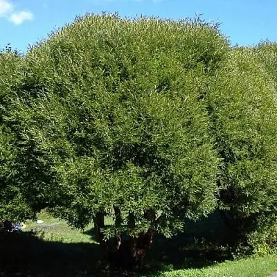 Ива ломкая   Ива ломкая  в Осиповичах