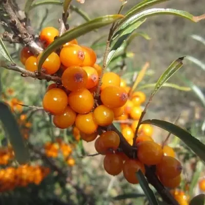 Облепиха СУДАРУШКА в Осиповичах
