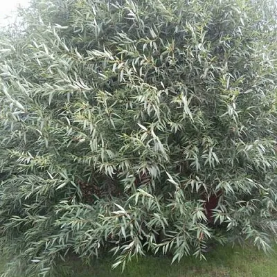 Ива СЕРЕБРИСТАЯ  Ива СЕРЕБРИСТАЯ в Осиповичах