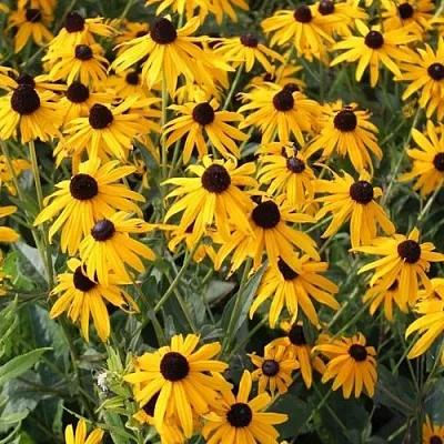 Рудбекия блестящая в Осиповичах