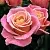 Роза МИСС ПИГГИ чайно-гибридная в Осиповичах