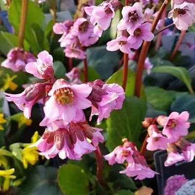 Бадан БЭБИ ДОЛЛ в Осиповичах