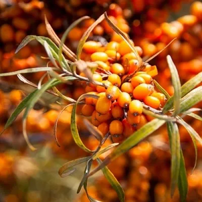 Облепиха ФИНСКАЯ в Осиповичах