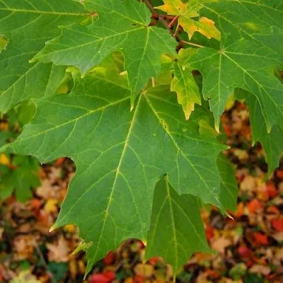 Клен сахарный  Клен сахарный в Осиповичах