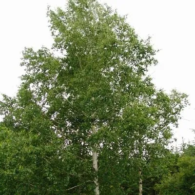 Береза бородавчатая  Береза бородавчатая в Осиповичах