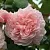 Роза РОЗ ДЕ ТОЛБИАК плетистая в Осиповичах