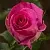 Роза ТОПАЗ чайно-гибридная в Осиповичах