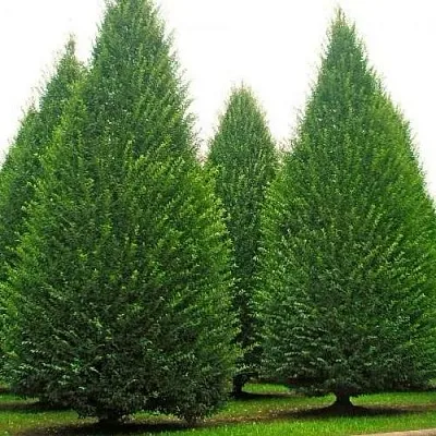 Граб   Граб  в Осиповичах