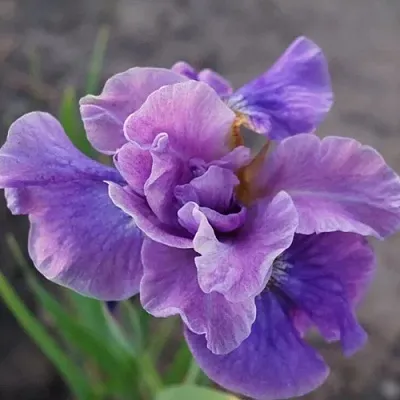 Ирис ХЭВИНГ ФАН сибирский в Осиповичах